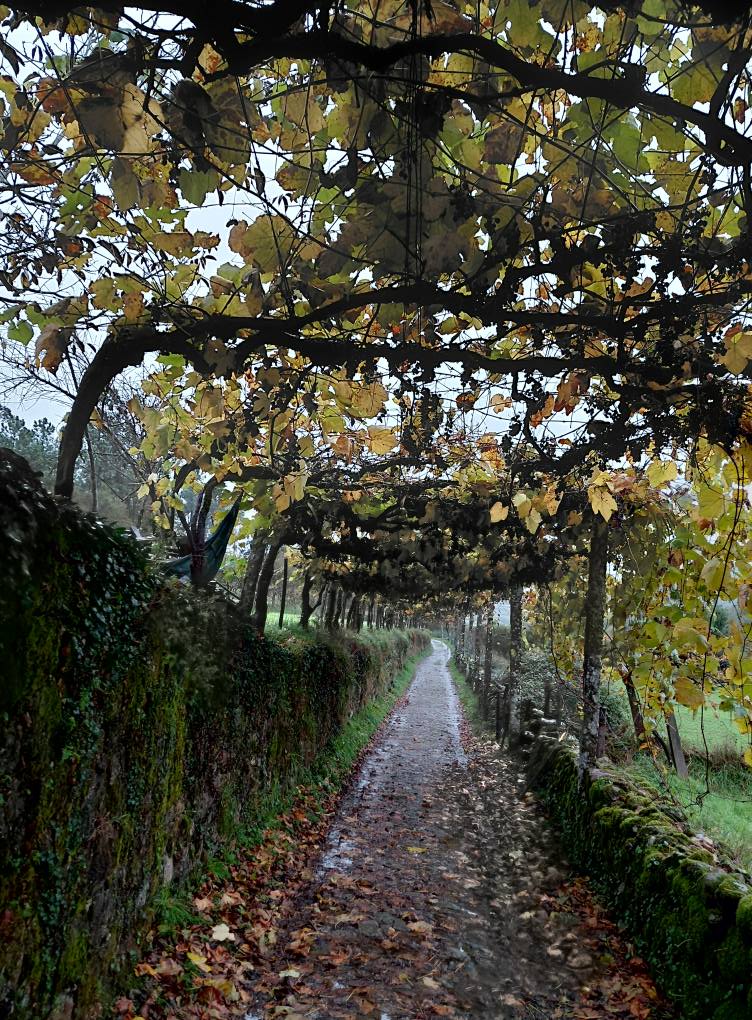 Sadepäivä – rainy&nbsp;day